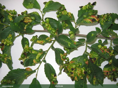 TOREBNICA WIAZOWA ZER MSZYC_2 